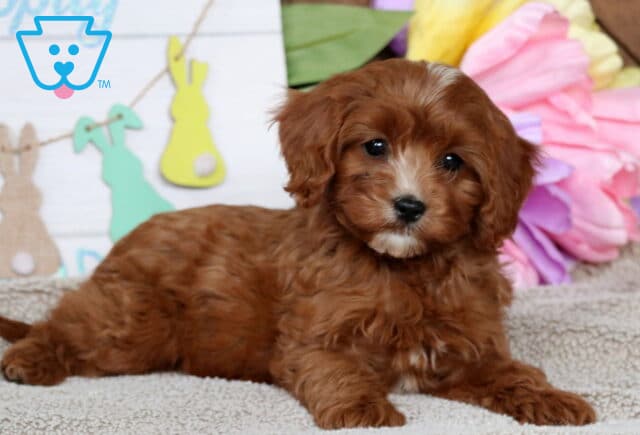 Hope Cavapoo3 image