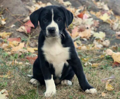 Hope Lab Mix
