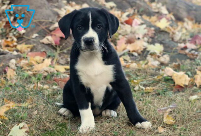 Hope Lab Mix image