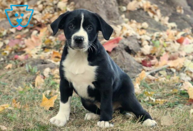 Hope Lab Mix2 image