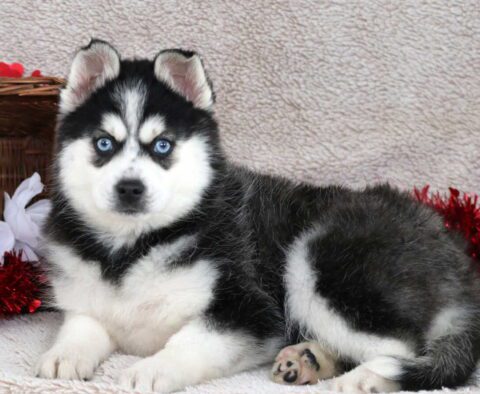 Hope Pomsky
