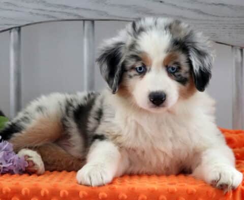 Hotdog Australian Shepherd