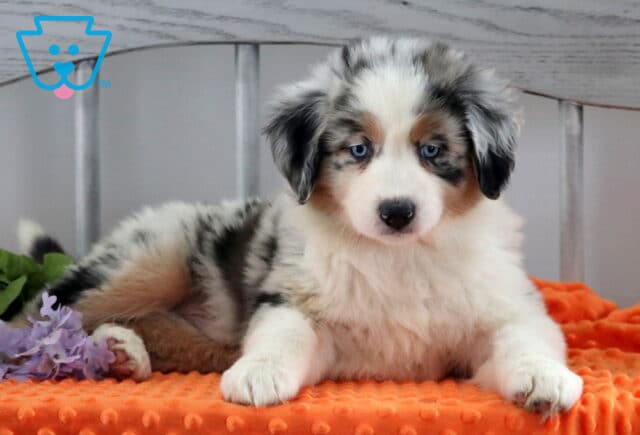 Hotdog Australian Shepherd image