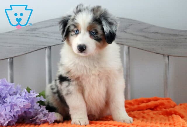 Hotdog Australian Shepherd2 image