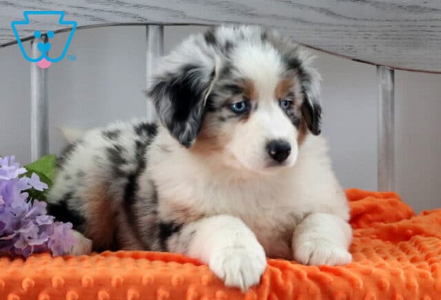 Hotdog Australian Shepherd3 image