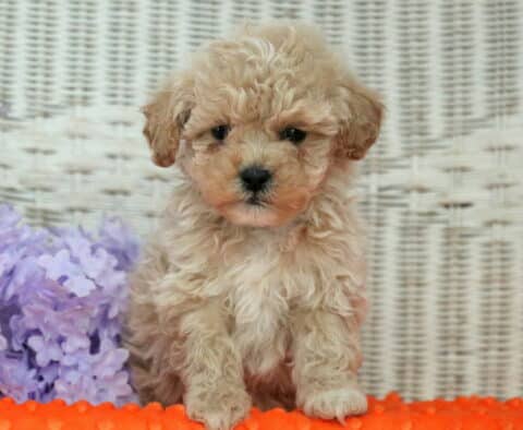 Hotdog Shihpoo