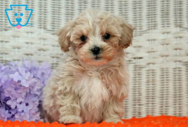 Houston Shihpoo image