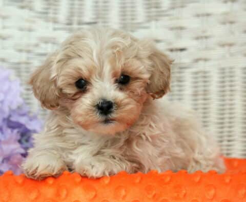 Houston Shihpoo2