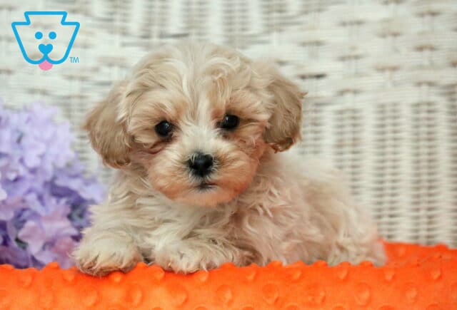 Houston Shihpoo2 image