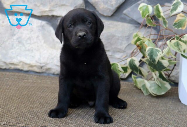 Huckle Black Lab