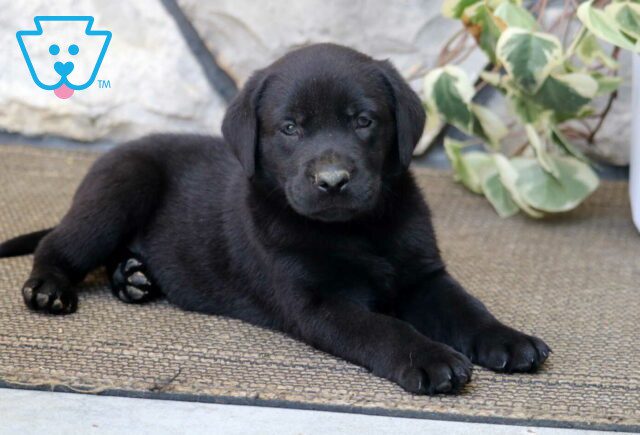 Huckle Black Lab2