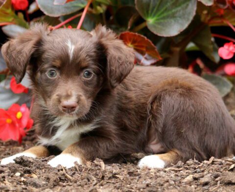 Hudson Mini Australian Shepherd2