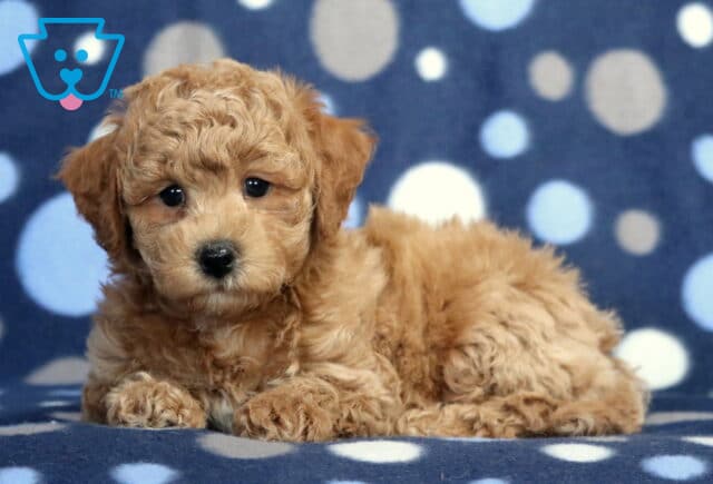 Hunter Bichpoo image