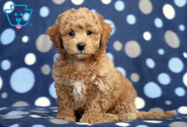 Hunter Bichpoo2 image