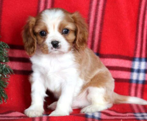 Hunter Cavalier2