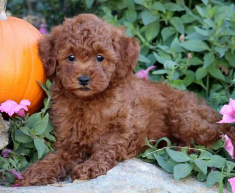 Hunter Mini Poodle