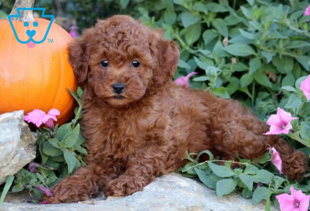 Hunter Mini Poodle image