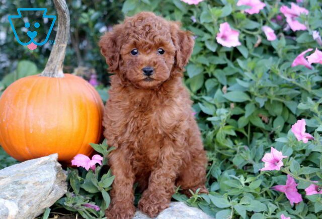 Hunter Mini Poodle2 image