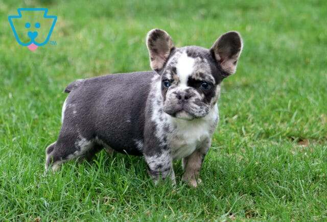 Ike Frenchie image