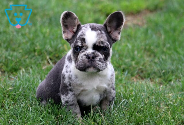 Ike Frenchie2 image