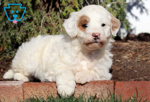 Ike Mini Goldendoodle image
