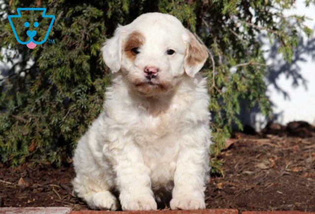 Ike Mini Goldendoodle2 image