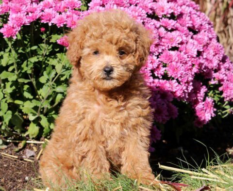 Ike Toy Poodle