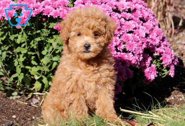 Ike Toy Poodle image