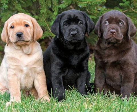 Labrador Retriever