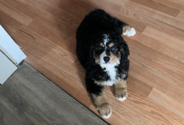 Love my puppy!!