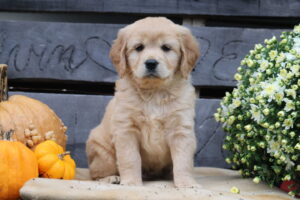 Mini Golden Retriever