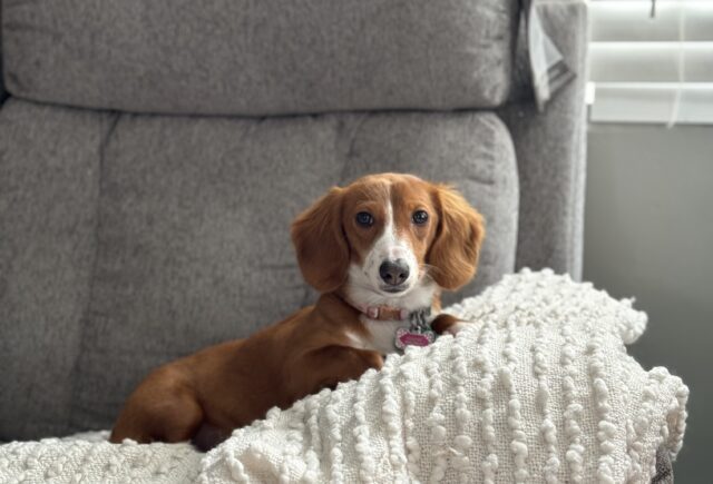 Dachshund pup