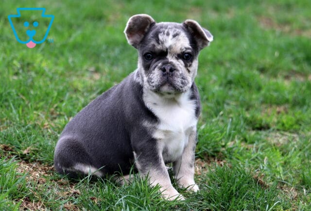 Indy Frenchie image
