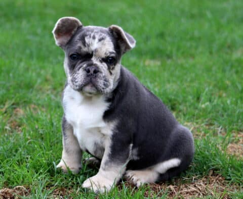Indy Frenchie2