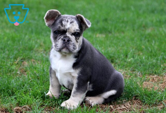 Indy Frenchie2 image