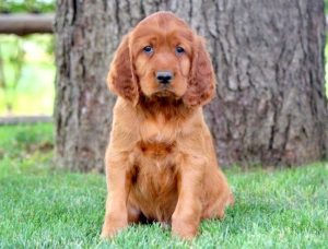irish setter puppies for sale