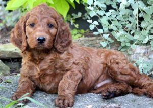 Irishdoodle puppies for sale