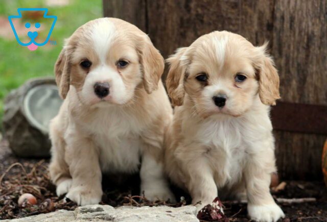 J Litter Cocker Spaniel image