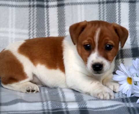 Jace Jack Russell