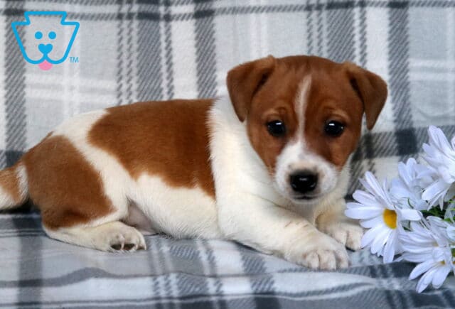 Jace Jack Russell image