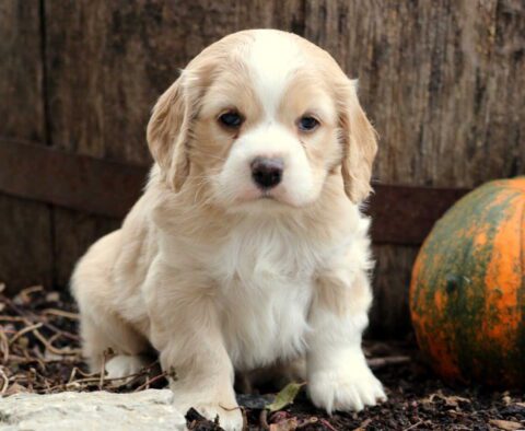 Jack Cocker Spaniel
