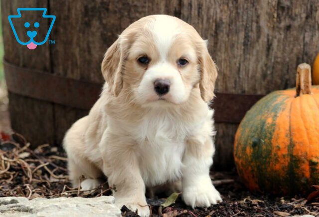 Jack Cocker Spaniel image
