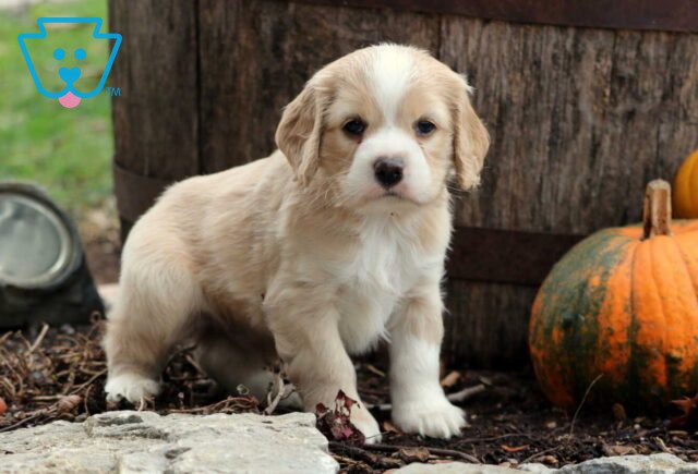 Jack Cocker Spaniel2 image