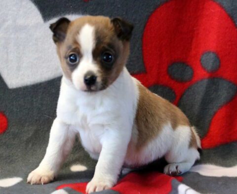 Jack Jack Russell2