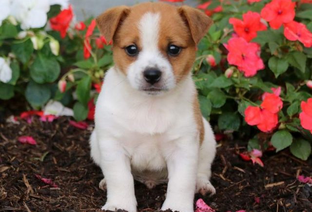 Jack Russell Mix puppies for sale