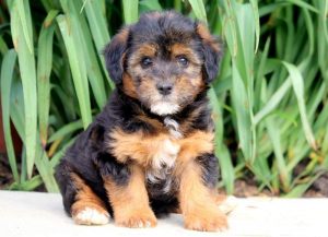 jackapoo puppies for sale