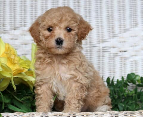 Jada Bichpoo