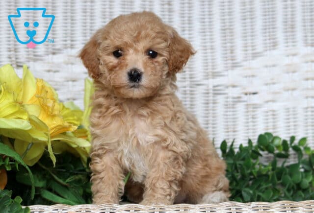 Jada Bichpoo image