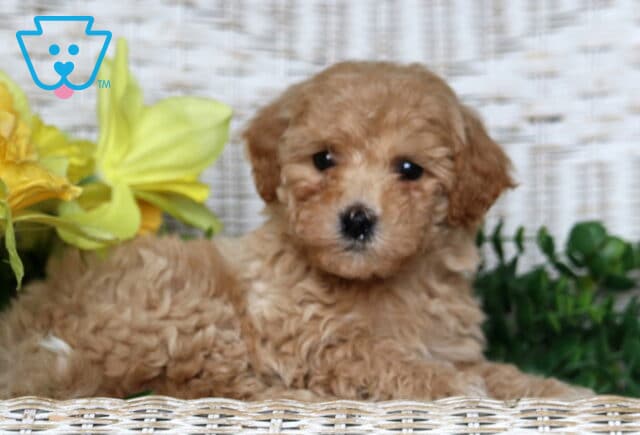 Jada Bichpoo2 image