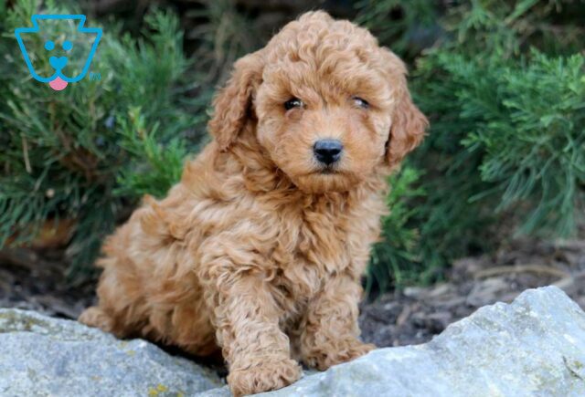 Jada Toy Goldendoodle image